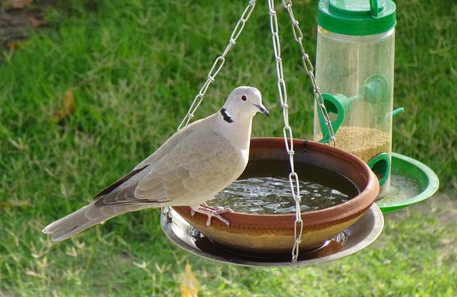 what bird feeders are best for garden
