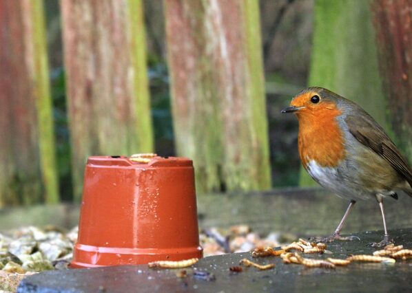 what to feed garden birds