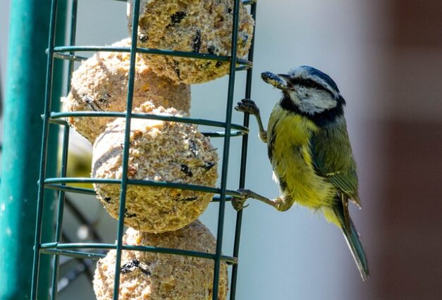 the best bird feeders