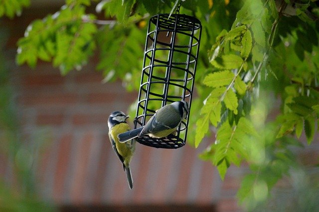 how to begin bird watching