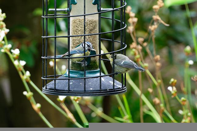 squirrel proof bird feeders