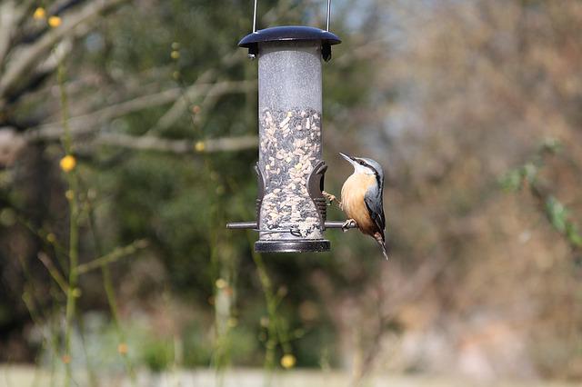 feed garden birds