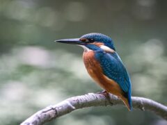 begin birdwatching