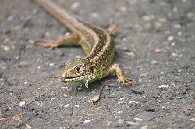 Reptiles of the UK