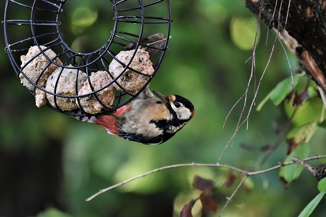 what to feed garden birds