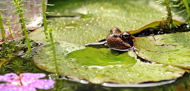 wildlife friendly garden