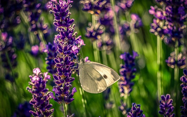 how to create a wildlife friendly garden