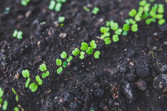 start a vegetable garden