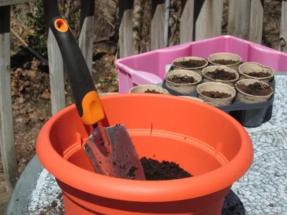 grow vegetables in pots