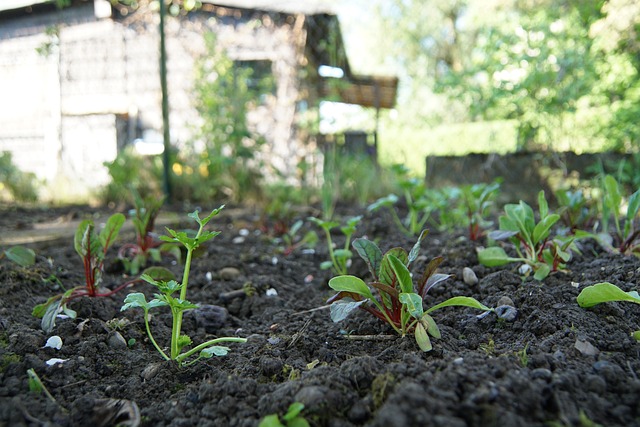 how to start a vegetable garden