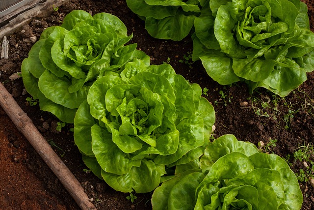 growing lettuces
