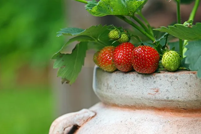 grow strawberries in pots
