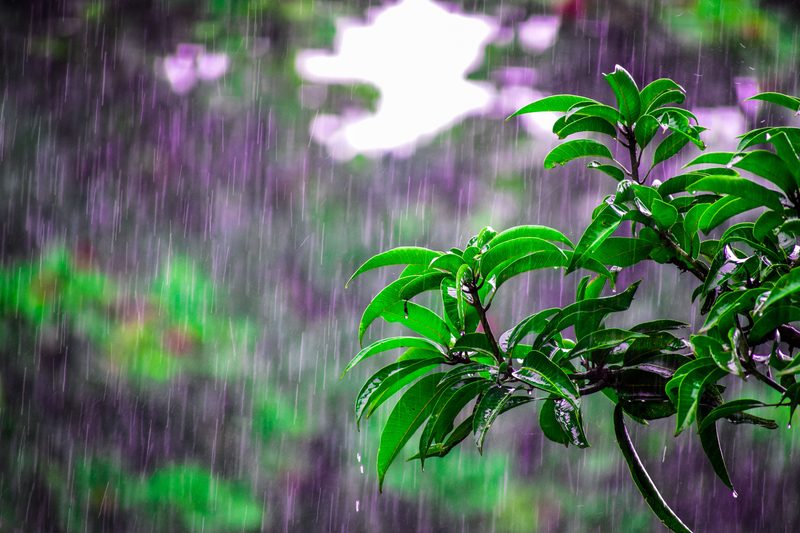 Best Home Weather Stations for Your Garden and Home