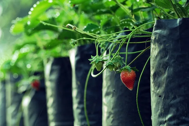 strawberry planter