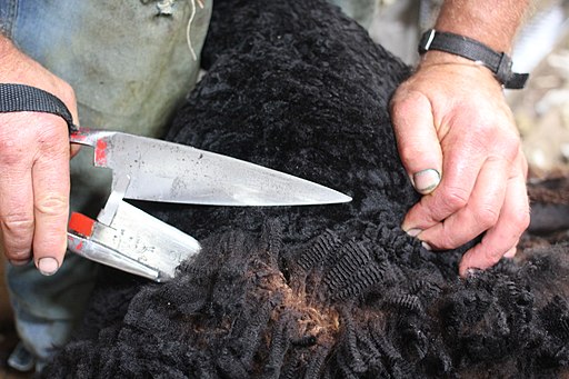 benefits of using hand shears for sheep