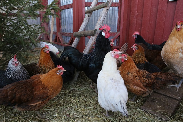 keeping chickens safe from predators