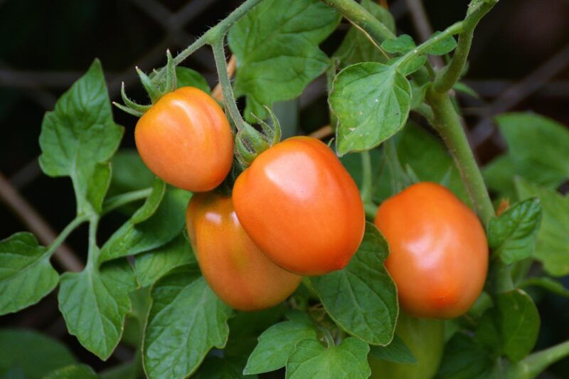 Why Do Tomatoes Split When Growing? Solving the Mystery