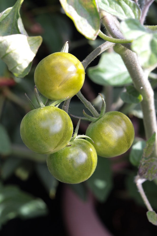 why do tomatoes split when growing