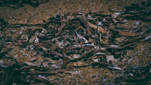 seaweed as natural pest control