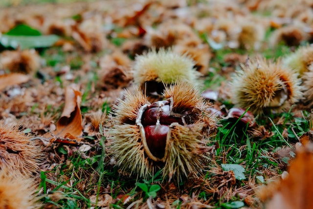 sweet chestnuts 