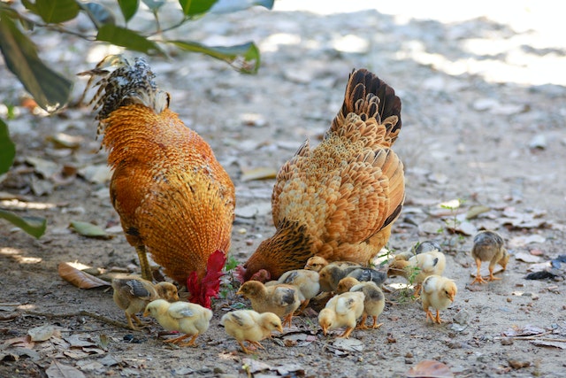 shade for keeping chickens cool