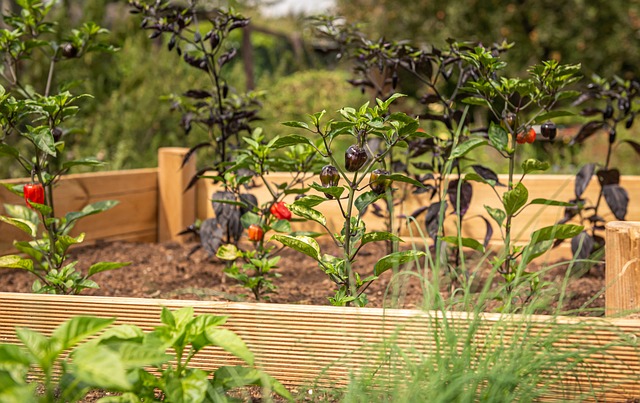 raised bed with peppers