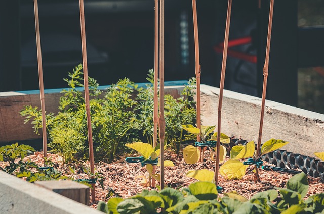 Warmer soil in raised bed