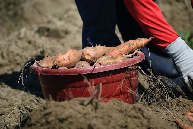 grow sweet potatoes