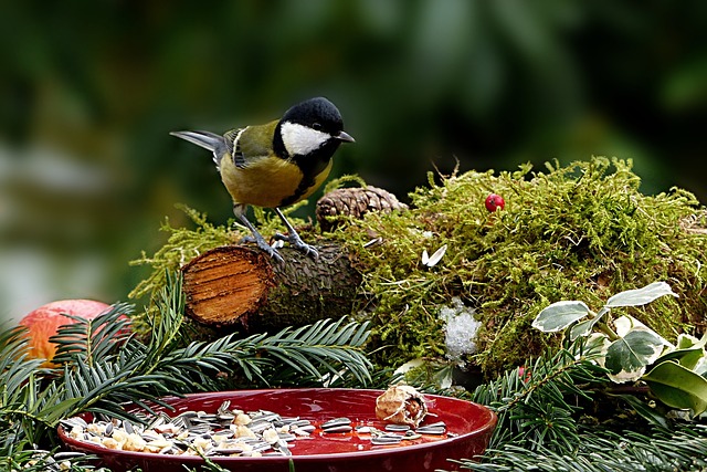 helping garden birds in winter