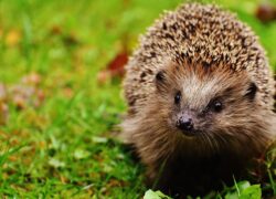Garden camera for wildlife