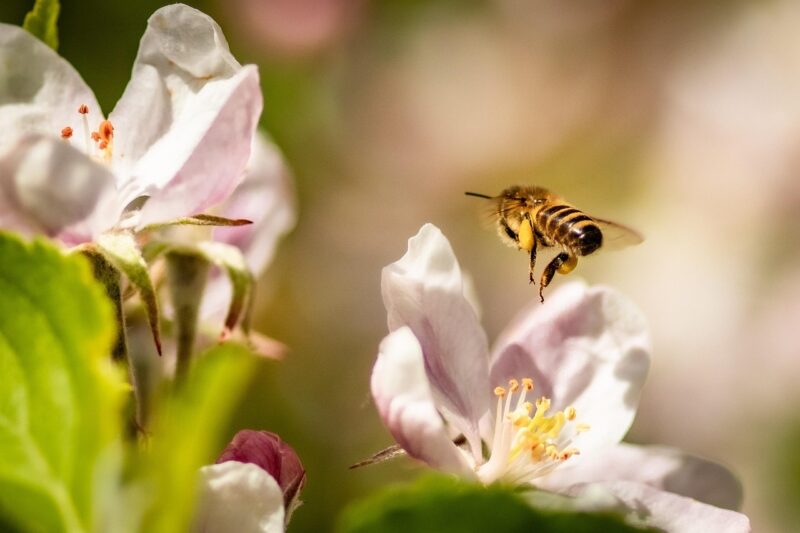 Wildlife Gardening in the UK – A Guide