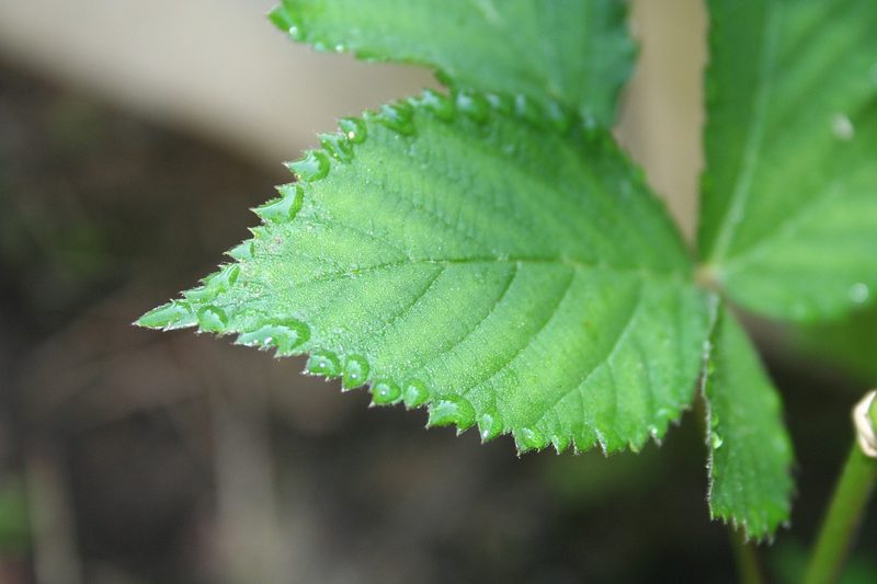 How to Make Blackberry Leaf Tea: Health Benefits & Easy Recipe