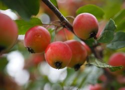crab apple