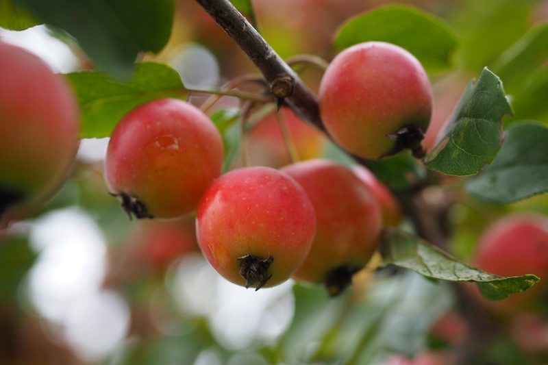 Are Crab Apples Good for You? Health Benefits & Easy Recipes