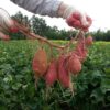 how to grow sweet potatoes in the UK